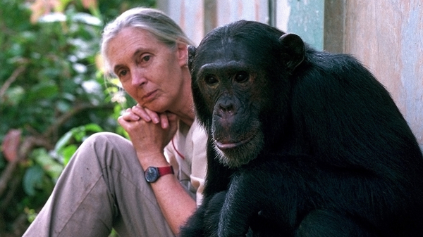 Fallece Jane Goodall, la primatóloga que cambió la forma de entender a los chimpancés