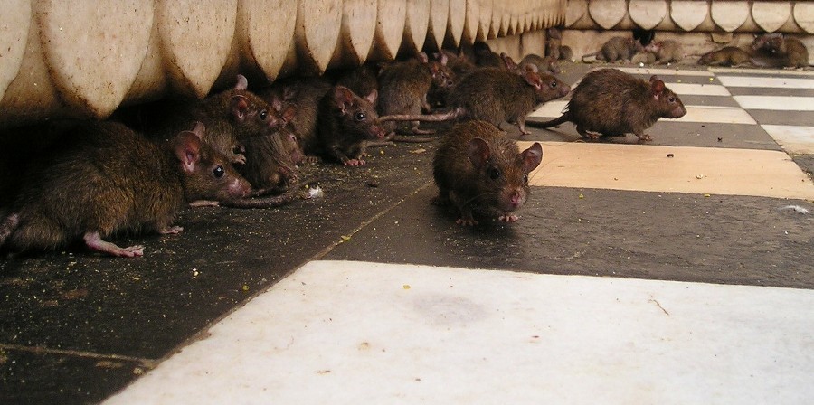Aumentan los avisos por presencia de ratas