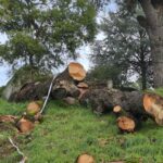 Denuncian un "nuevo arboricidio" del Concello de Vigo, en O Castro