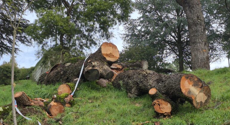 Denuncian un "nuevo arboricidio" del Concello de Vigo, en O Castro