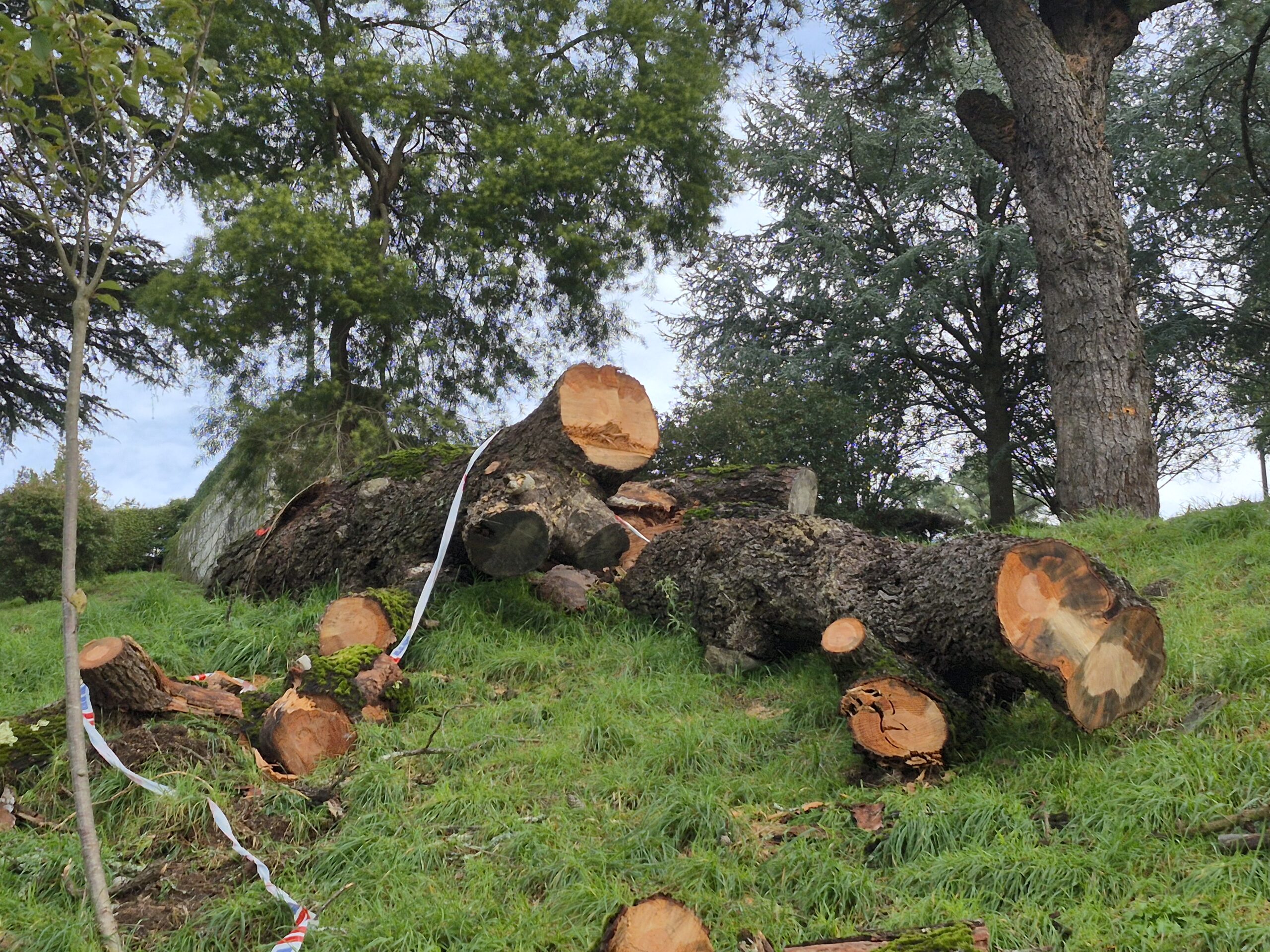 Denuncian un "nuevo arboricidio" del Concello de Vigo, en O Castro