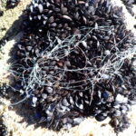 Científicos del IEO revelan el daño de los macroplásticos a los bancos de mejillón de la Ría de Vigo