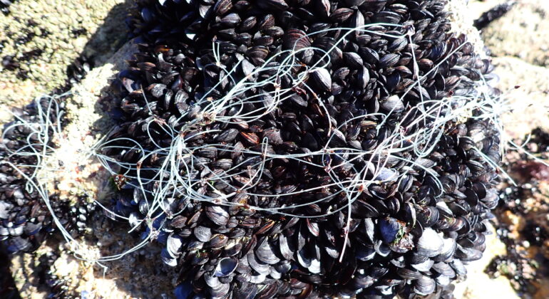 Científicos del IEO revelan el daño de los macroplásticos a los bancos de mejillón de la Ría de Vigo