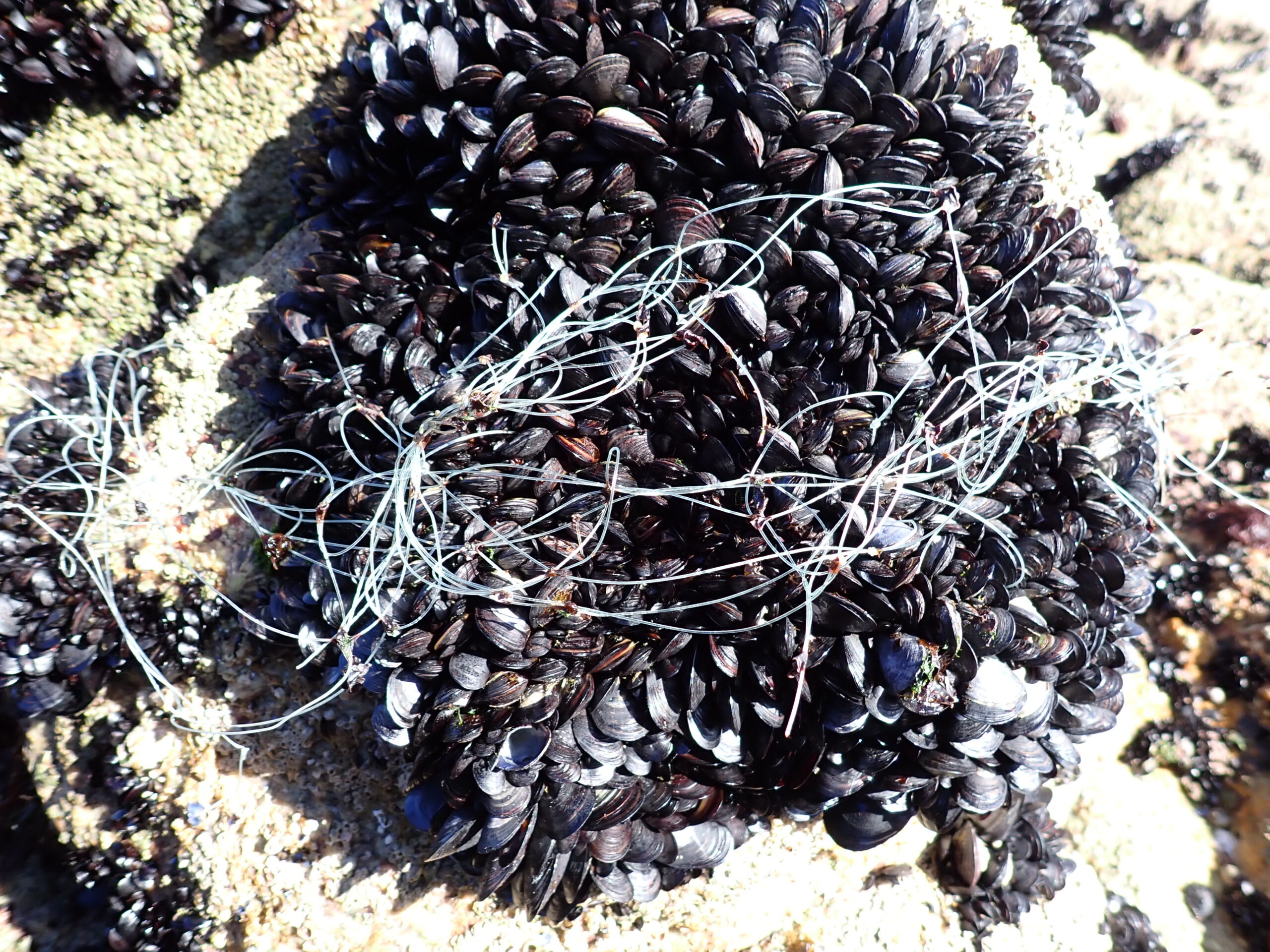 Científicos del IEO revelan el daño de los macroplásticos a los bancos de mejillón de la Ría de Vigo