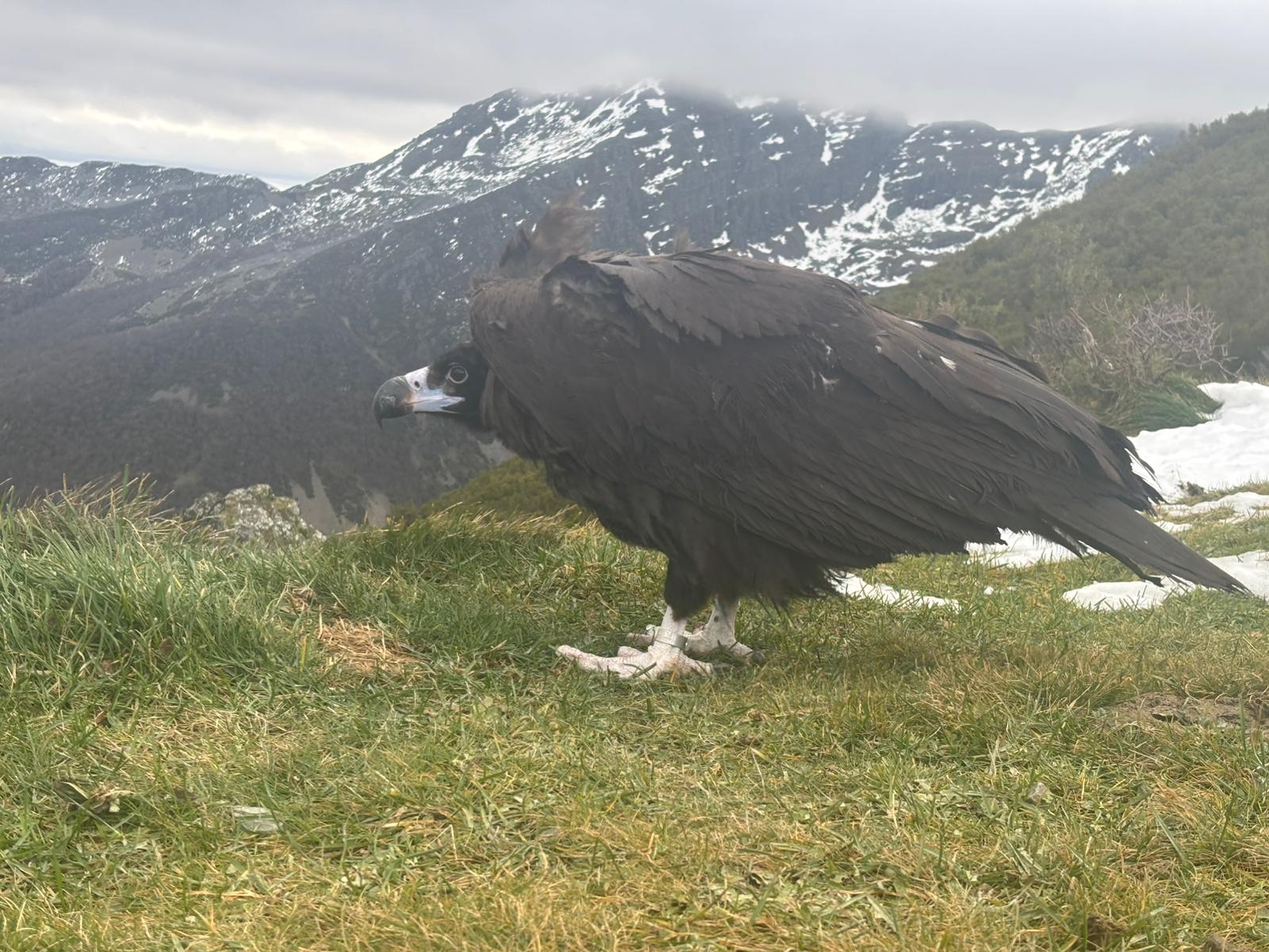 Liberado nos Ancares un exemplar de voitre negro atendido no Centro de do Veral
