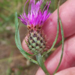 Un estudio sobre Centaurea gallaecica alerta del impacto de Altri sobre especies protegidas