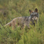 ADEGA asegura que "a Xunta volve axitar o espantallo do lobo para tapar as súas miserias"