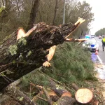 Un árbol cae sobre furgoneta en la A-55, en Porriño, y deja un conductor herido
