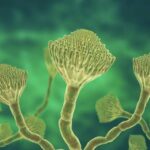 Humedades, hongos y riesgo sanitario: el CIFP Manuel Antonio de Vigo, al límite