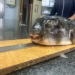 El IEO documenta dos nuevos registros de peces globo en aguas gallegas y alerta sobre la tropicalización del mar