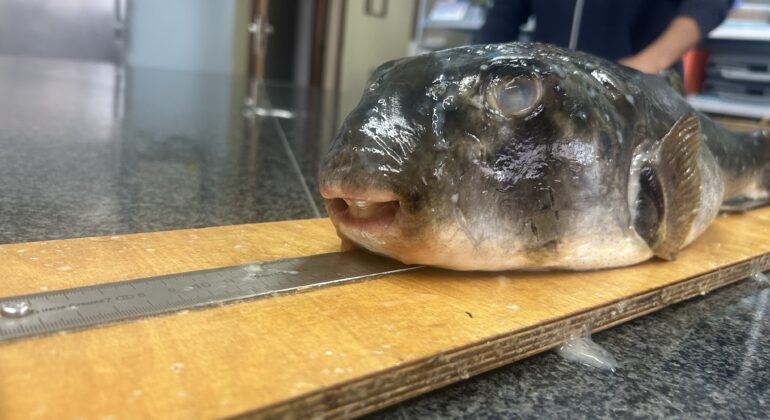 El IEO documenta dos nuevos registros de peces globo en aguas gallegas y alerta sobre la tropicalización del mar