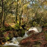 O Parlamento galego admite a trámite a primeira proposición de lei a nivel mundial para protexer ecosistemas en restauración