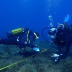Alarma en las costas gallegas y españolas: desaparecen los bosques marinos y ya se ha perdido hasta el 80%