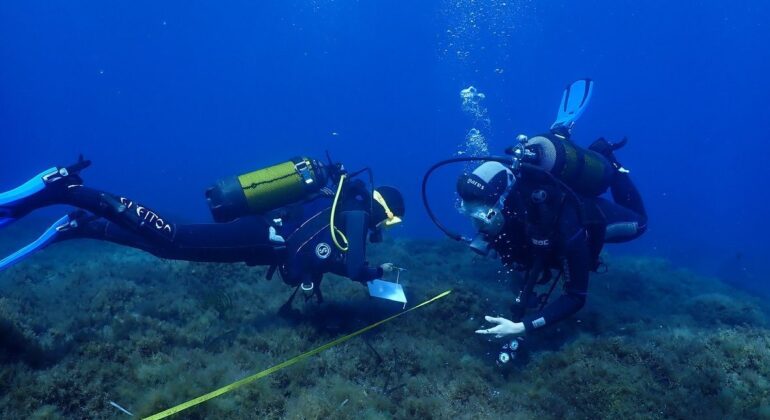 Alarma en las costas gallegas y españolas: desaparecen los bosques marinos y ya se ha perdido hasta el 80%
