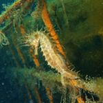 Caballitos de mar en el Puerto de Vigo: el proyecto HIPPO-REF registra sus primeros inquilinos en dos meses