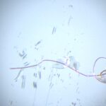 El marisco que consumes contiene microfibras: un estudio detecta microplásticos en mejillones, ostras y almejas