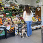 Los 16 perros guía de la ONCE en la provincia reclaman paso libre en supermercados, tiendas y restaurantes