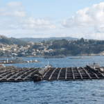 Colapso do mexillón en Galicia: pechan todas as bateas pola marea vermella