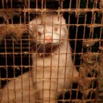 Denuncian ante Fiscalía una granja de visones por presunto maltrato animal y deficiencias sanitarias