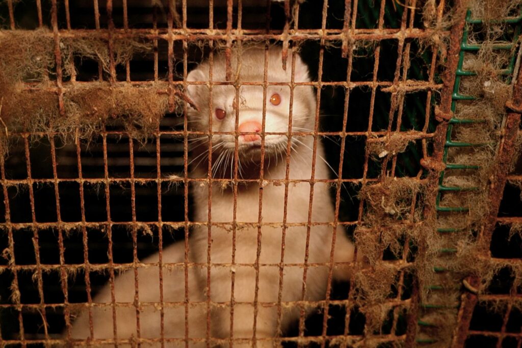 Denuncian ante Fiscalía una granja de visones por presunto maltrato animal y deficiencias sanitarias