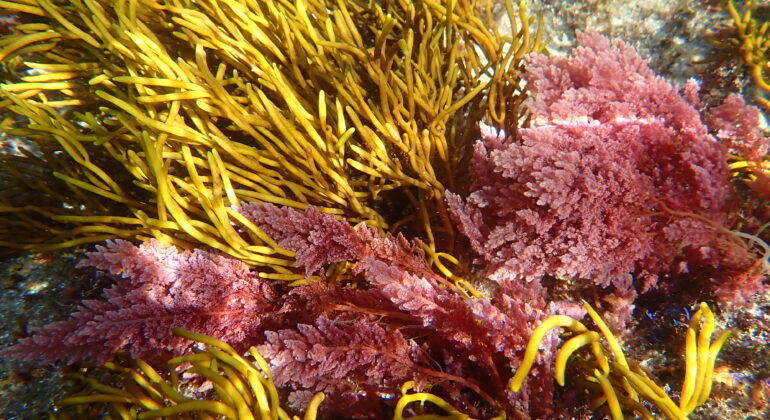 Detectan por primera vez en las Rías Baixas una macroalga invasora tropical