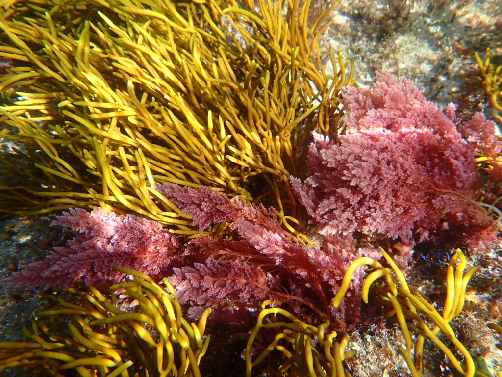 Detectan por primera vez en las Rías Baixas una macroalga invasora tropical