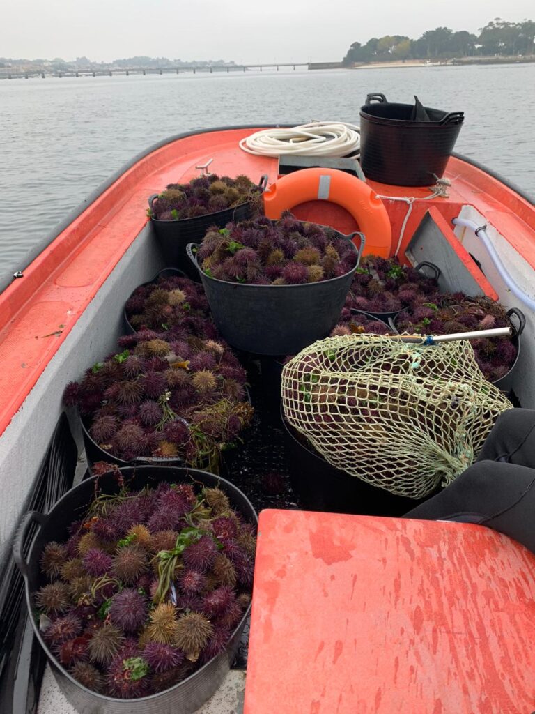 Vigo lidera una investigación con inteligencia artificial para salvar el erizo de mar