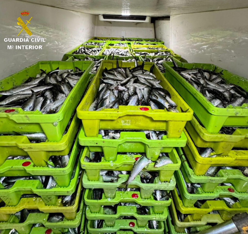 Intervienen 2.551 kilos de sardina en Aldán