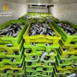 Intervienen 2.551 kilos de sardina en Aldán