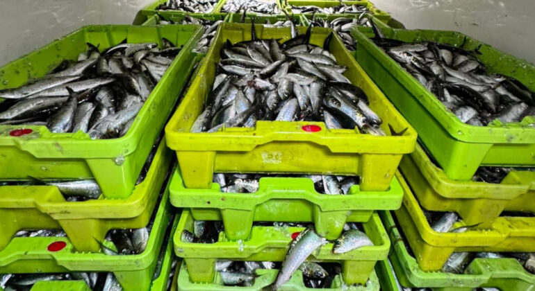 Intervienen 2.551 kilos de sardina en Aldán