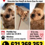 Buscan a una perra que escapó en Navia