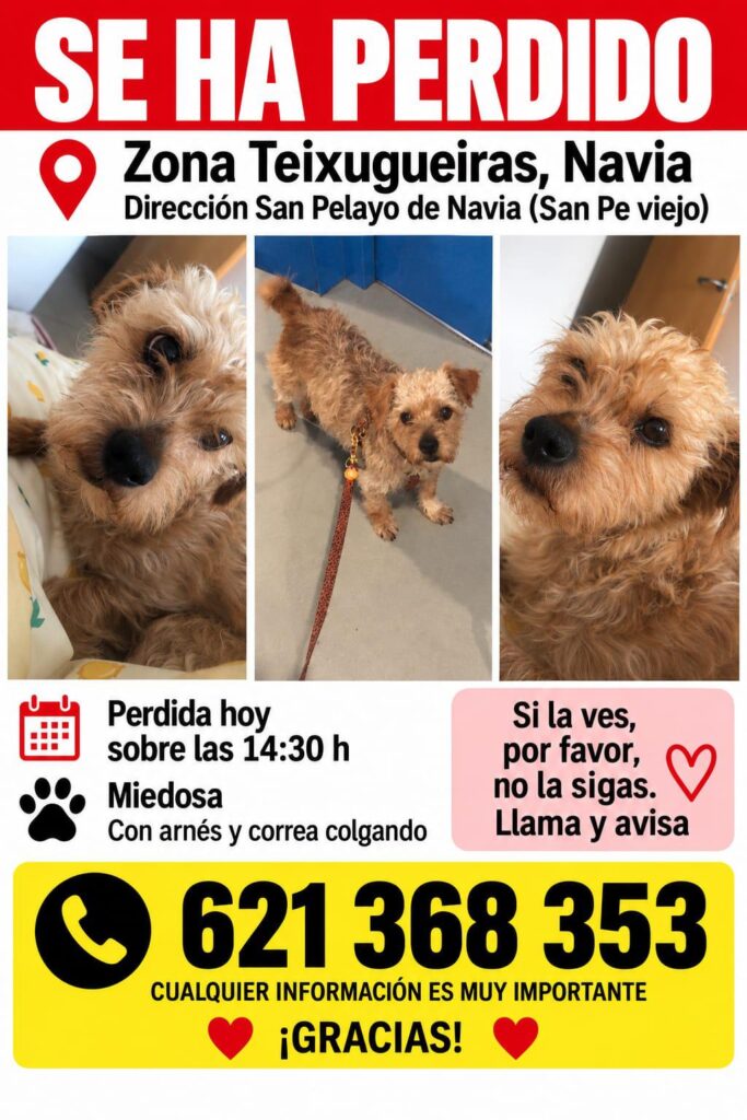 Buscan a una perra que escapó en Navia