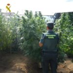 Más marihuana: la Guardia Civil localiza nuevas plantaciones en Ponteareas y Mondariz