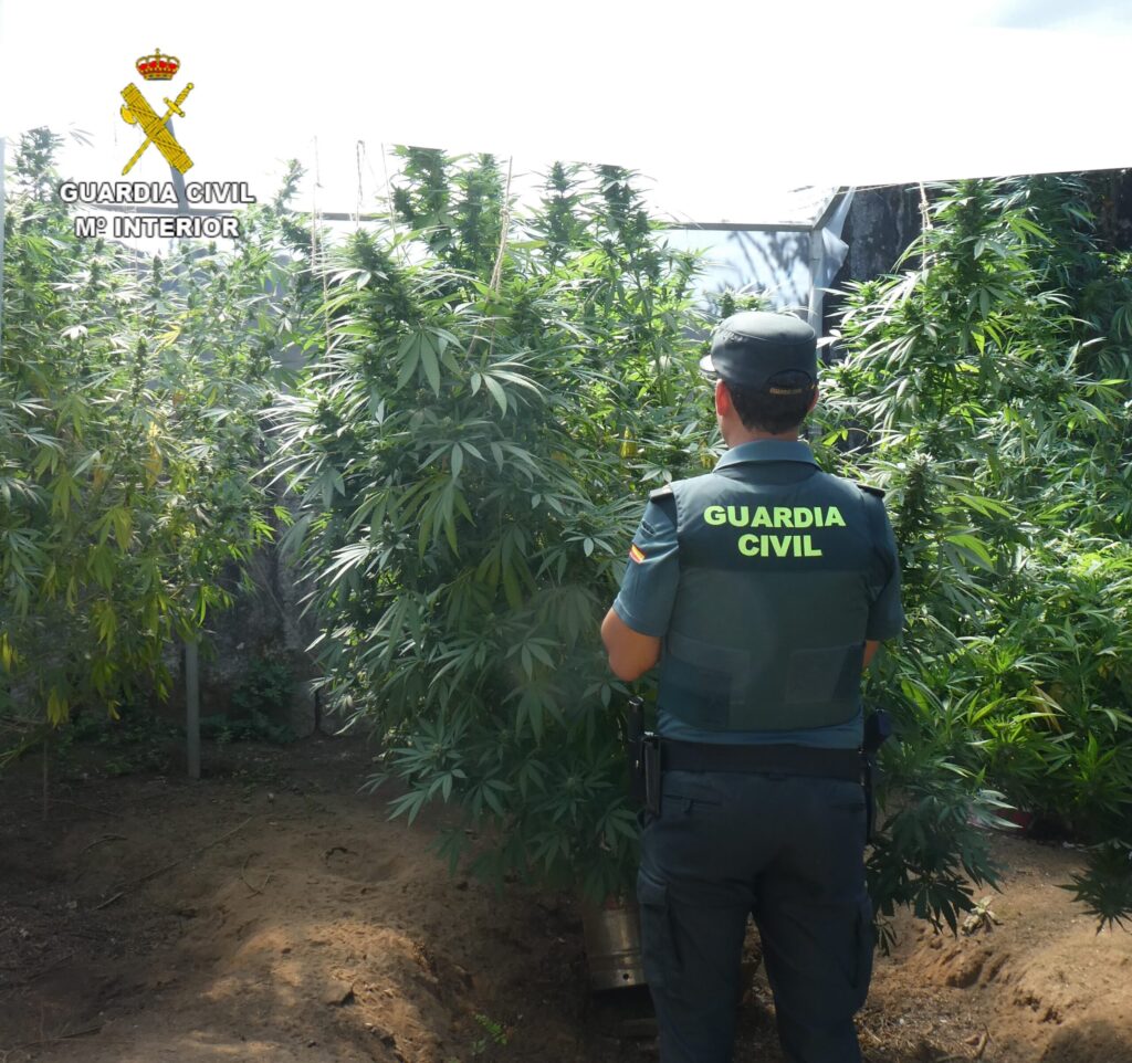 Más marihuana: la Guardia Civil localiza nuevas plantaciones en Ponteareas y Mondariz