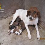 La Guardia Civil investiga a una persona que podría haber enterrado vivos a dos cachorros