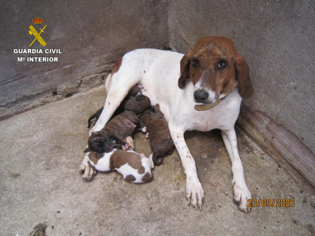 La Guardia Civil investiga a una persona que podría haber enterrado vivos a dos cachorros