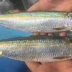 Una nueva competidora de la sardina aparece por primera vez en Galicia